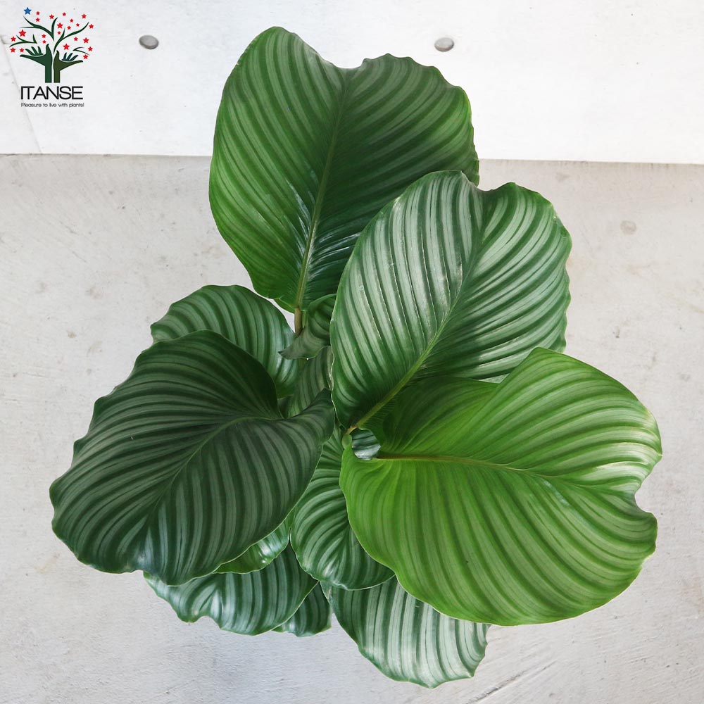 カラテア・オルビフォリア 大鉢【観葉植物 8号／1個売り】｜ 【植物の