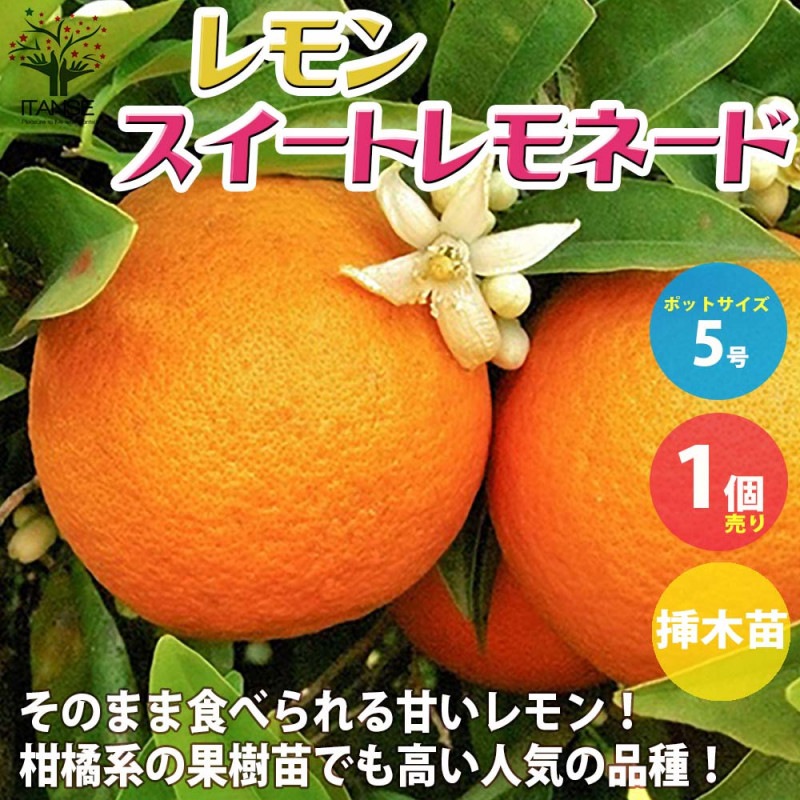 レモン スイートレモネード【果樹苗 2年生 接木苗 15cmポット