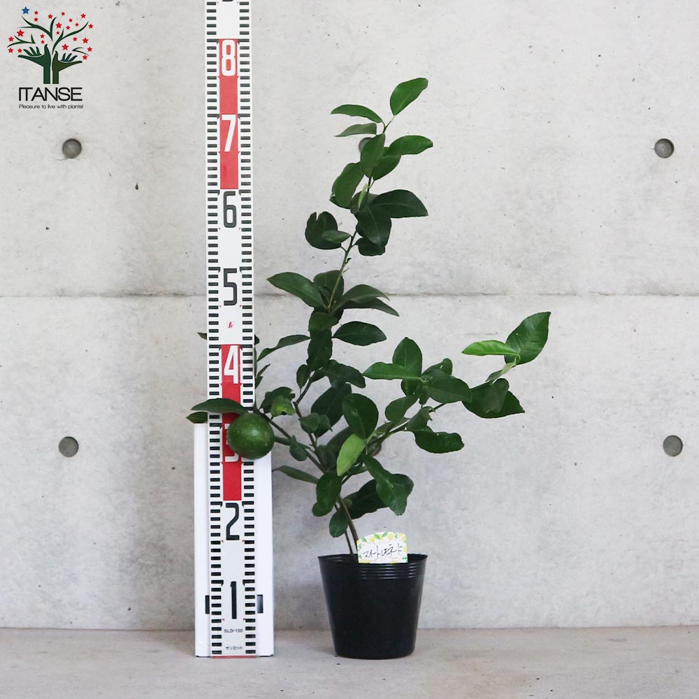 値下げ中‼︎ 手渡し品①スイートレモネード取木苗　実付き 手渡し品 ②スイートレモネード取木苗 実付き