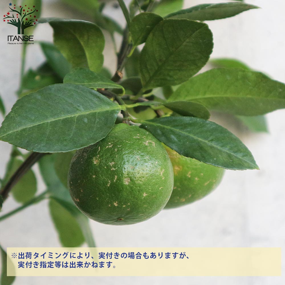 レモンの苗木 レモン スイートレモネード【果樹の苗木 5号 挿し木／1個
