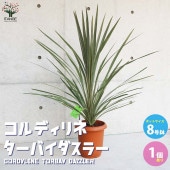カラーリーフ コルディリネ ターバイダスラー【庭木 8号／1個売り】|植木・花木