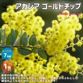 アカシア ゴールドチップ【庭木 7号／1個売り】|植木・花木