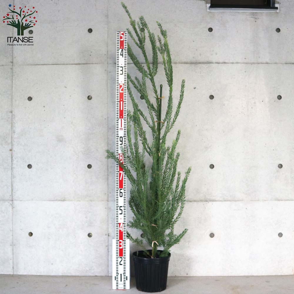 アカシア ゴールドチップ【庭木 7号／1個売り】｜ 【植物の