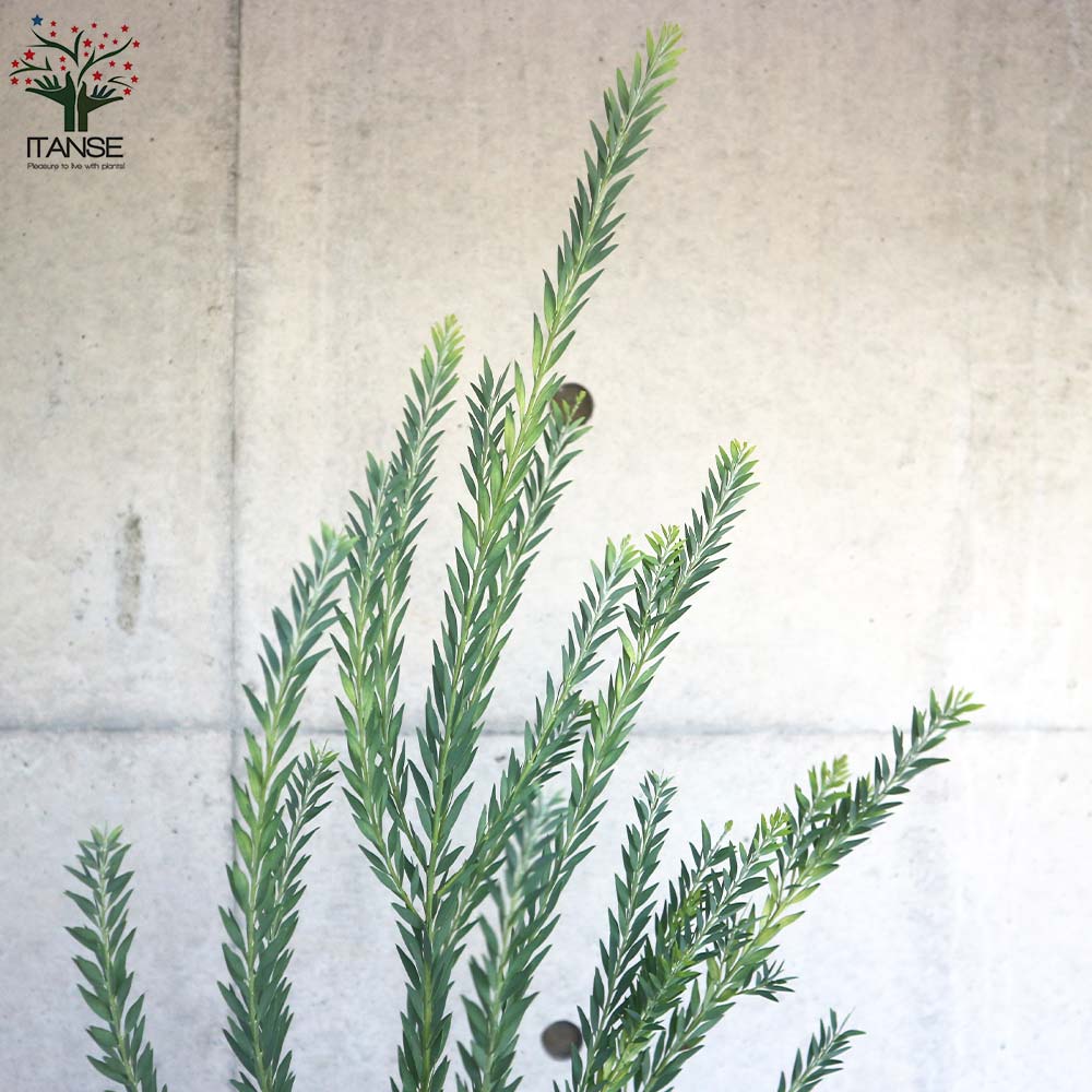 アカシア ゴールドチップ【庭木 7号／1個売り】｜ 【植物の