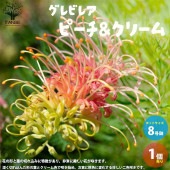 グレビレア ピーチ＆クリーム【庭木 8号／1個売り】|植木・花木