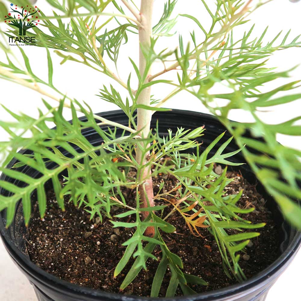 グレビレア ピーチ＆クリーム【庭木 8号／1個売り】｜ 【植物の