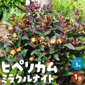 ヒペリカム ミラクルナイト【庭木 5号／1個売り】|植木・花木