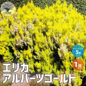 エリカ アルバーツゴールド【庭木 5号／1個売り】|植木・花木
