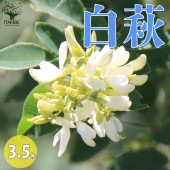ハギ 白萩【庭木 3.5号／1個売り】|植木・花木