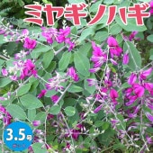 ハギ 宮城野萩(ミヤギノハギ) 【庭木 3.5号／1個売り】|植木・花木