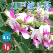 ハギ 江戸絞り萩(エドシボリハギ) 【庭木 3.5号／1個売り】|植木・花木