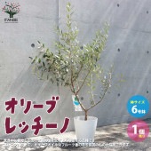 オリーブの苗木 レッチーノ【果樹の苗木 白テーパード鉢6号／1個売り】|オリーブ|植木・花木
