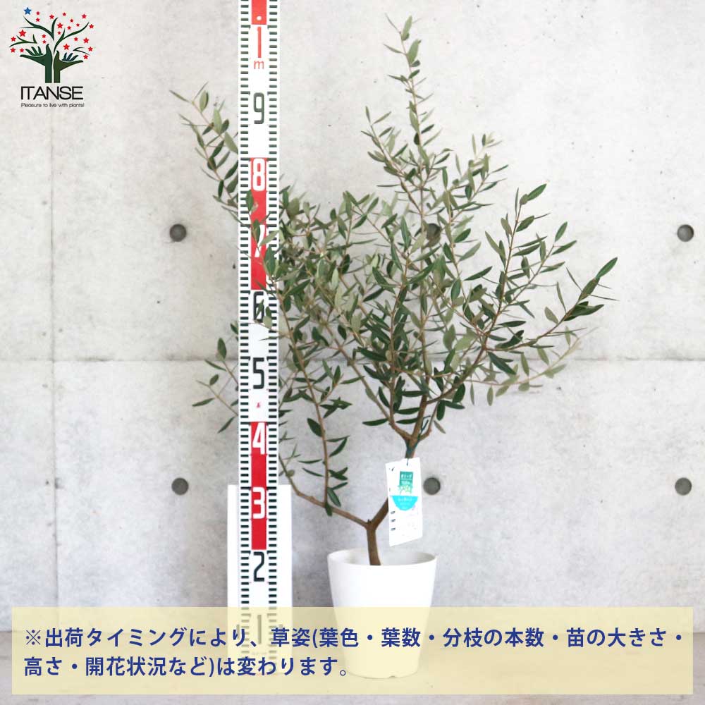 オリーブの木☆レッチーノ　オリーブの苗　苗木【338】 観葉植物 オリーブの木 10号 レッチーノ Eco Stone (エコ