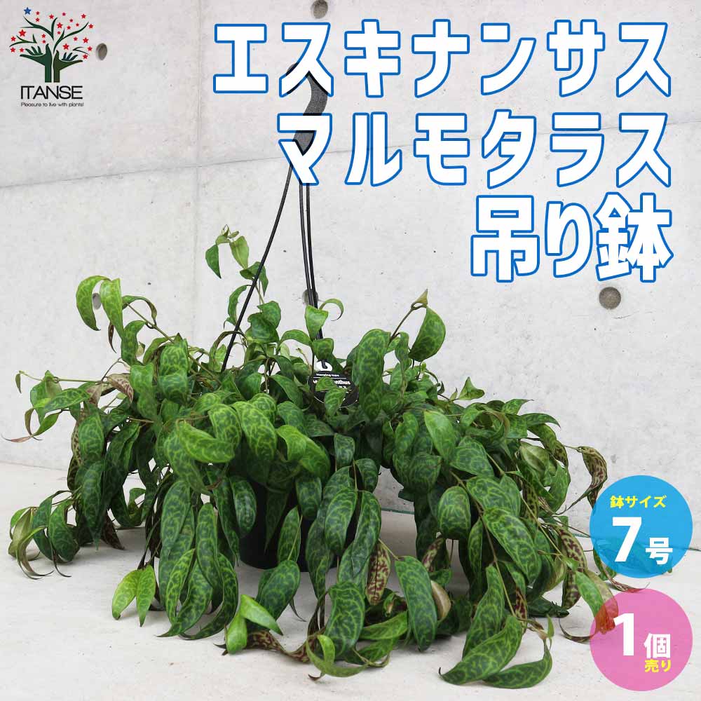エスキナンサス・マルモタラス【観葉植物 吊り鉢7号／1個売り】