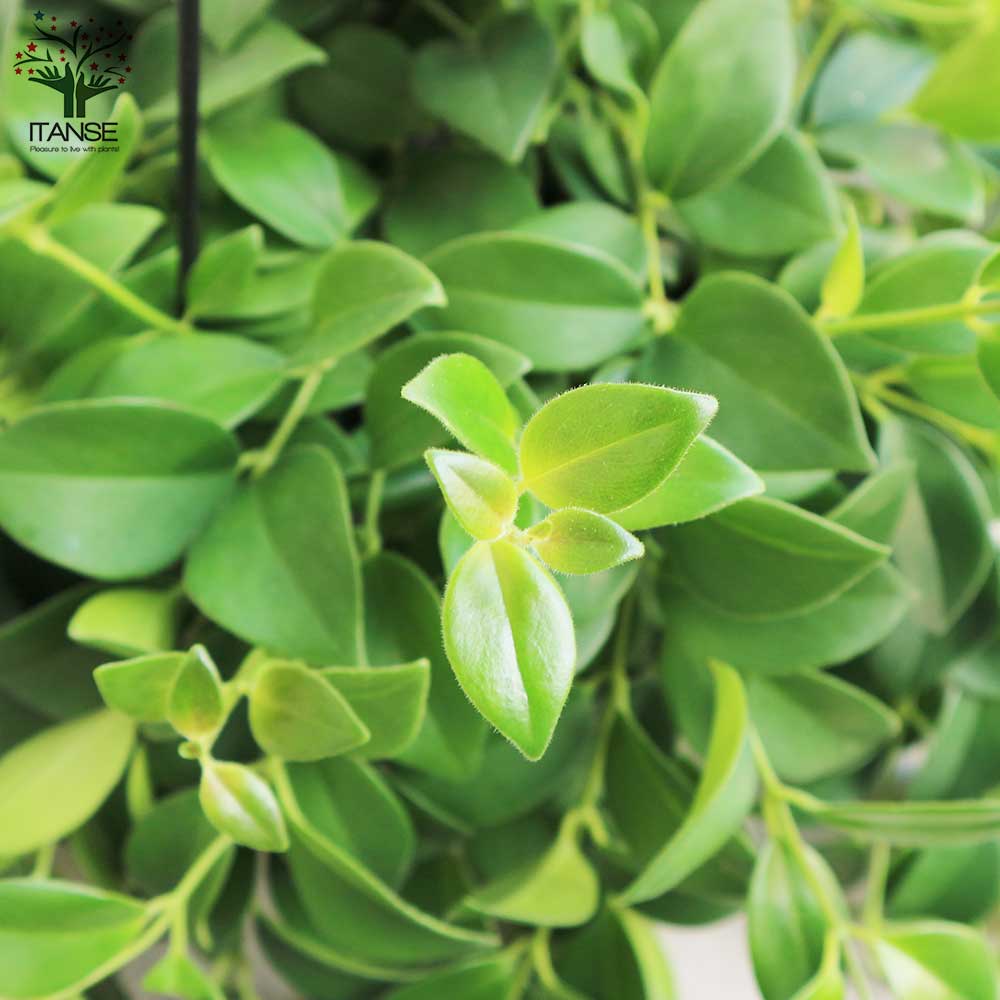 エスキナンサス・モナリザ【観葉植物 吊り鉢7号／1個売り】｜ 【植物の 