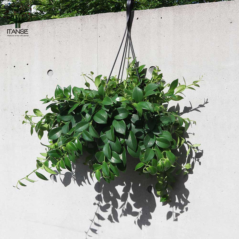 エスキナンサス・モナリザ【観葉植物 吊り鉢7号／1個売り】｜ 【植物の