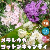 メラレウカ・コットンキャンディー 3色セット(ピンク・パープル・ホワイト各1個)【庭木 2.5号ポット／お買い得3個セット】|植木・花木