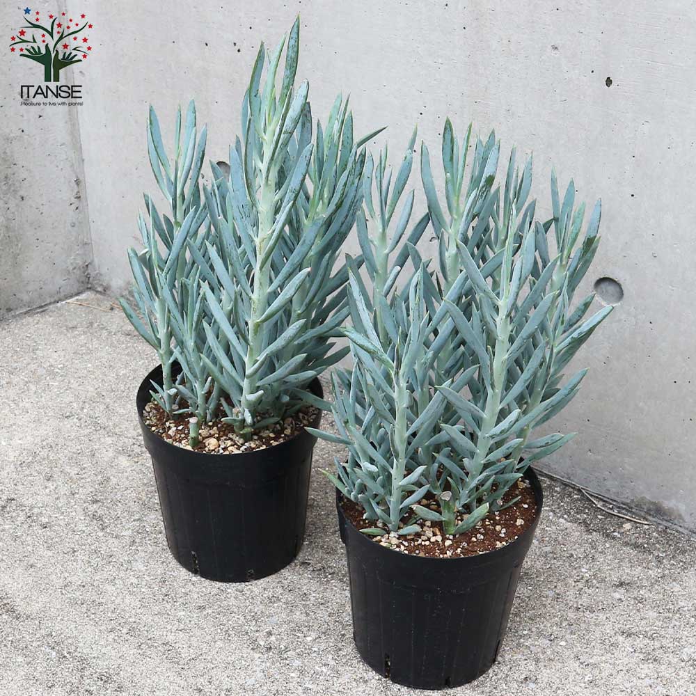 多肉植物 セネシオ・マントラリカスエ【多肉植物 6号ポット／1個売り