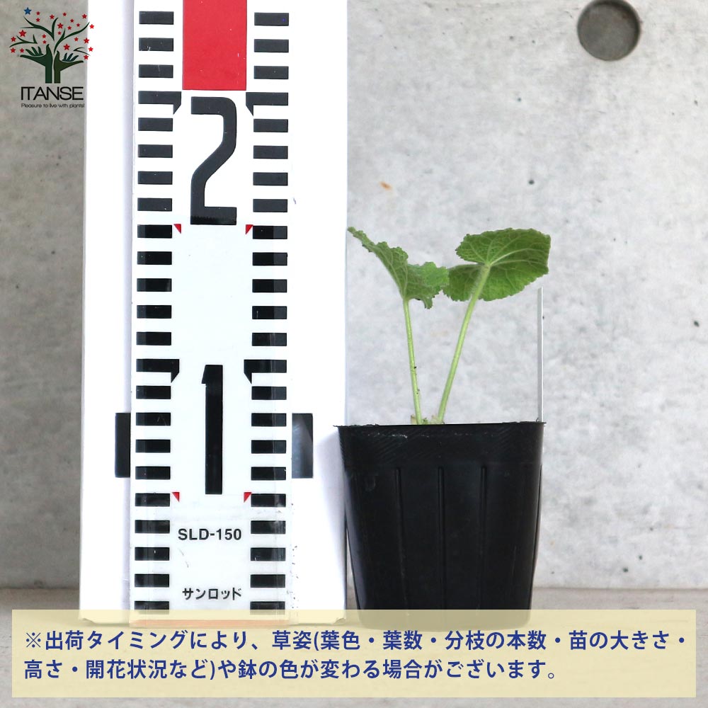 ホリホック ブラック【ハーブの苗 9cmポット 耐寒性宿根草／1個