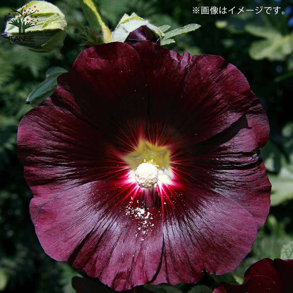 ホリホック ブラック【ハーブ苗9cmポット／1個～】｜ 【植物の