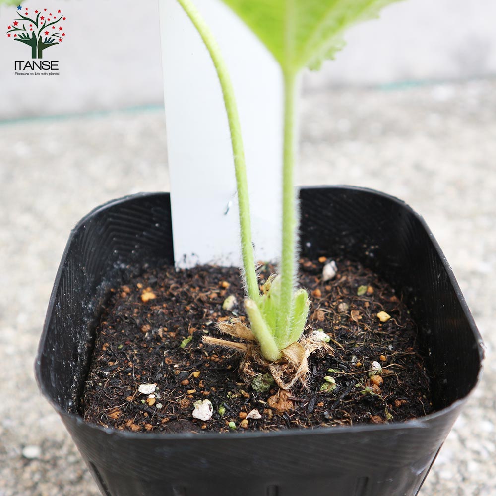 ホリホック ブラック【ハーブの苗 9cmポット 耐寒性宿根草／お買い得3