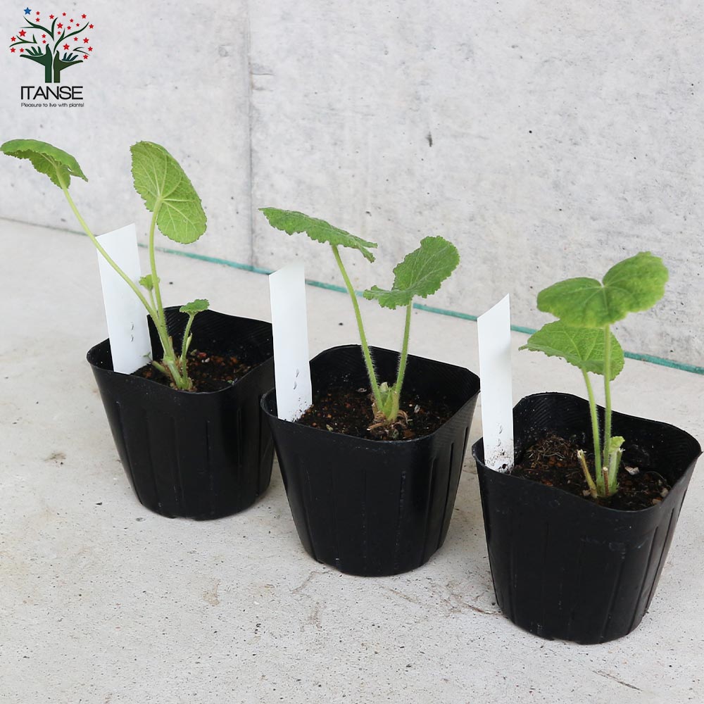 ホリホック ブラック【ハーブの苗 9cmポット 耐寒性宿根草／お買い得3