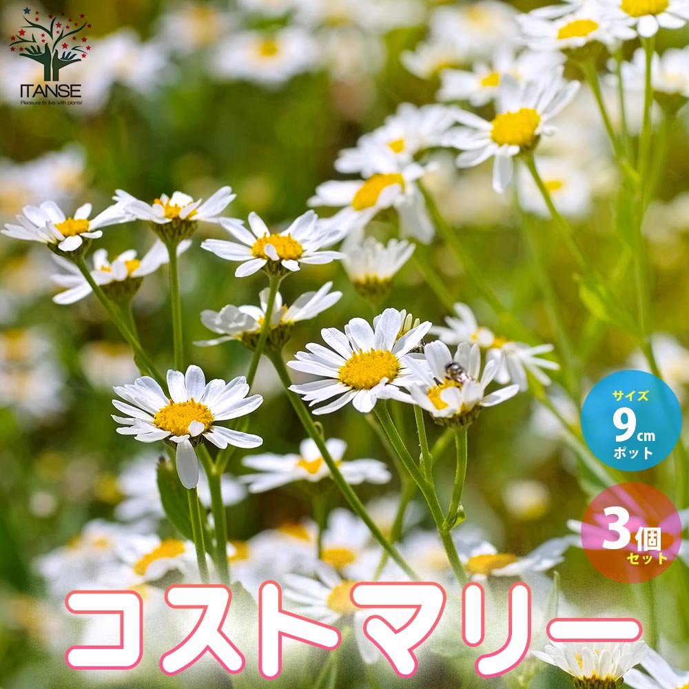 コストマリー 【ハーブの苗 9cmポット 耐寒性多年草／お買い得3個セット】