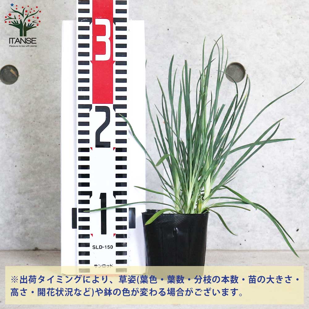 クローブ ピンク【ハーブの苗 9cmポット 耐寒性多年草／1個