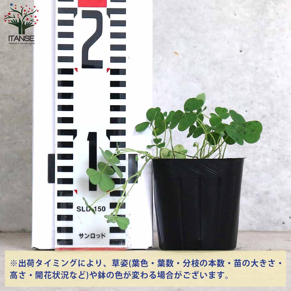 ブルークローバー 【ハーブの苗 9cmポット 半耐寒性多年草／1個