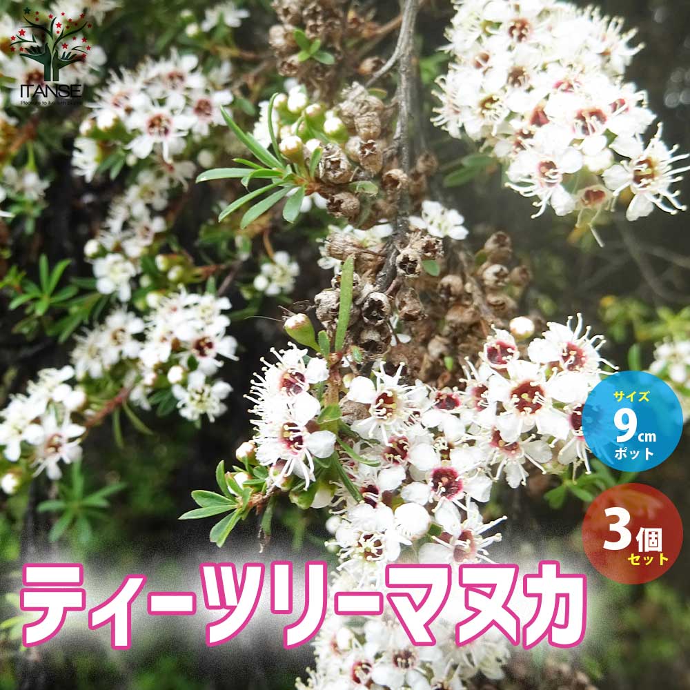 ティーツリーマヌカ 【ハーブの苗 9cmポット 多年草／お買い得3個セット】