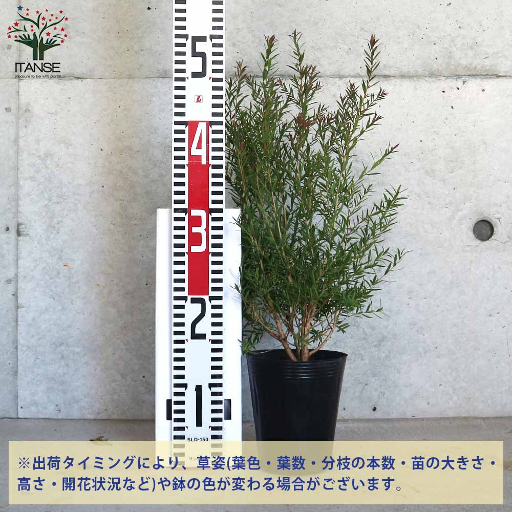メラレウカ レッドジェム【庭木 4号ポット／1個売り】｜ 【植物