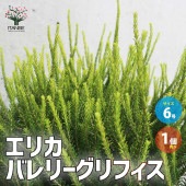 エリカ バレリーグリフィス【庭木 6号ポット／1個売り】|植木・花木