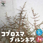 コプロスマ ブルンネア【庭木 5号ポット／1個売り】|植木・花木