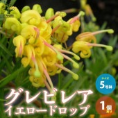 グレビレア・イエロードロップ 花木苗【庭木 5号ポット苗／1個売り】|植木・花木