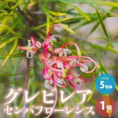 グレビレア・センパフローレンス 花木苗【庭木 5号ポット苗／1個売り】|植木・花木