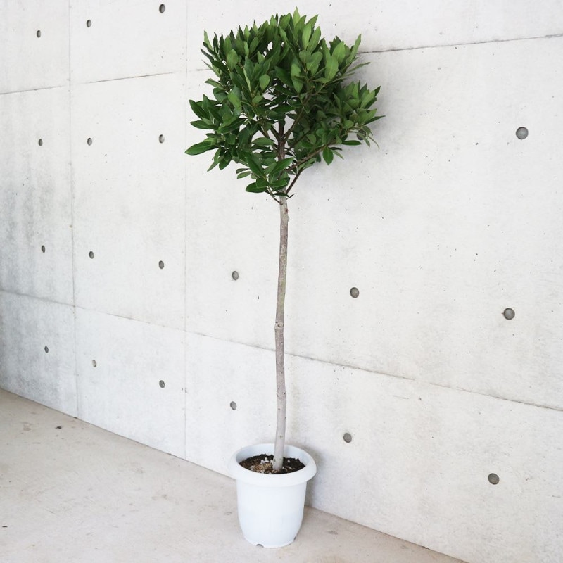 月桂樹（ローリエ）｜【植物のITANSE】全品送料無料・即出荷!