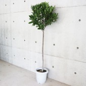 月桂樹(ゲッケイジュ)【ハーブの苗 スタンド仕立て 8号鉢大苗／1個売り】|ハーブ