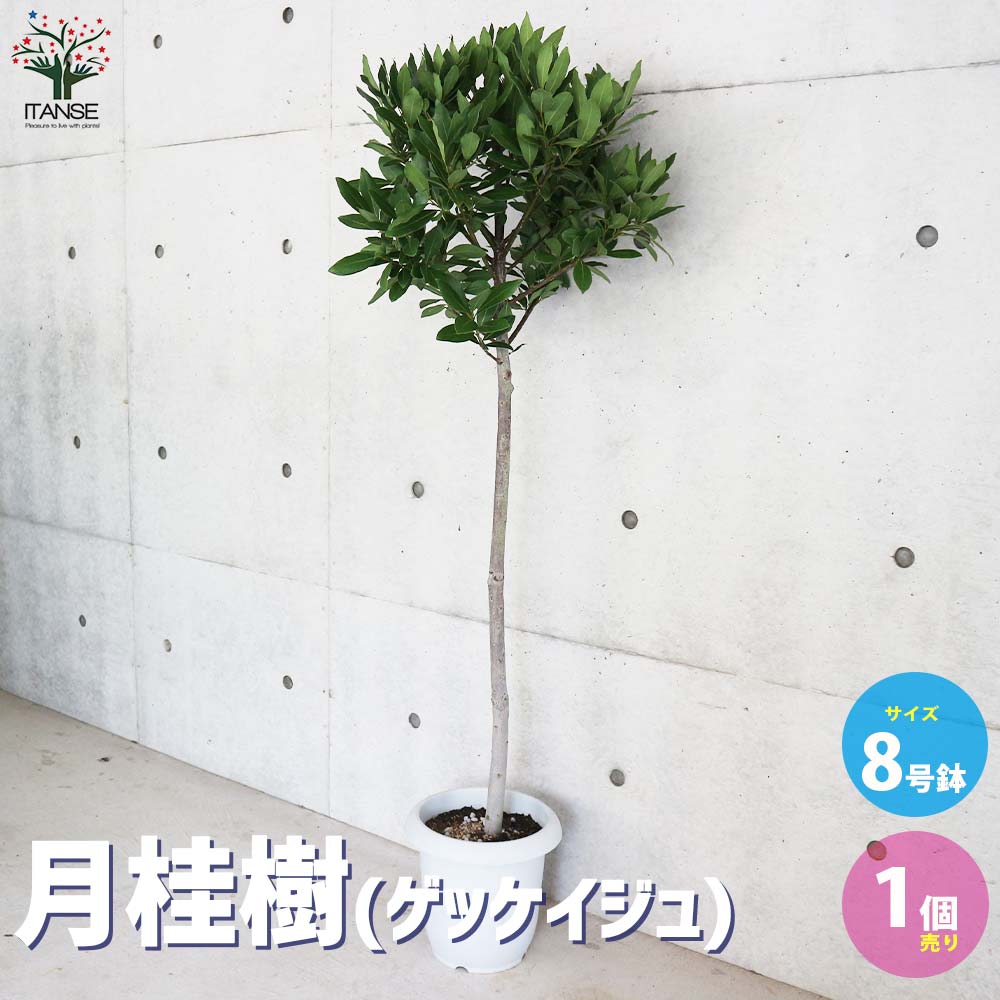月桂樹　ローリエ 楽天市場】香りの良い月桂樹 (ローリエ) 7号ポット苗 : 苗木部