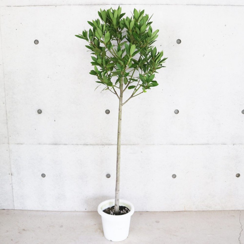 月桂樹（ローリエ）｜【植物のITANSE】全品送料無料・即出荷!