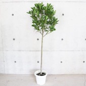 月桂樹(ゲッケイジュ)【ハーブの苗 スタンド仕立て 7号鉢大苗／1個売り】|ハーブ