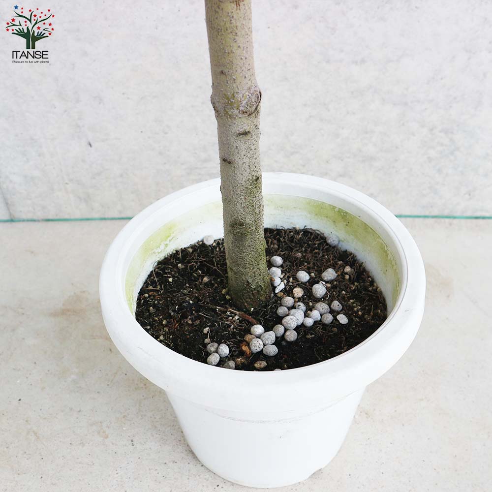 月桂樹(ゲッケイジュ)【ハーブの苗 スタンド仕立て 7号鉢大苗／1個売り