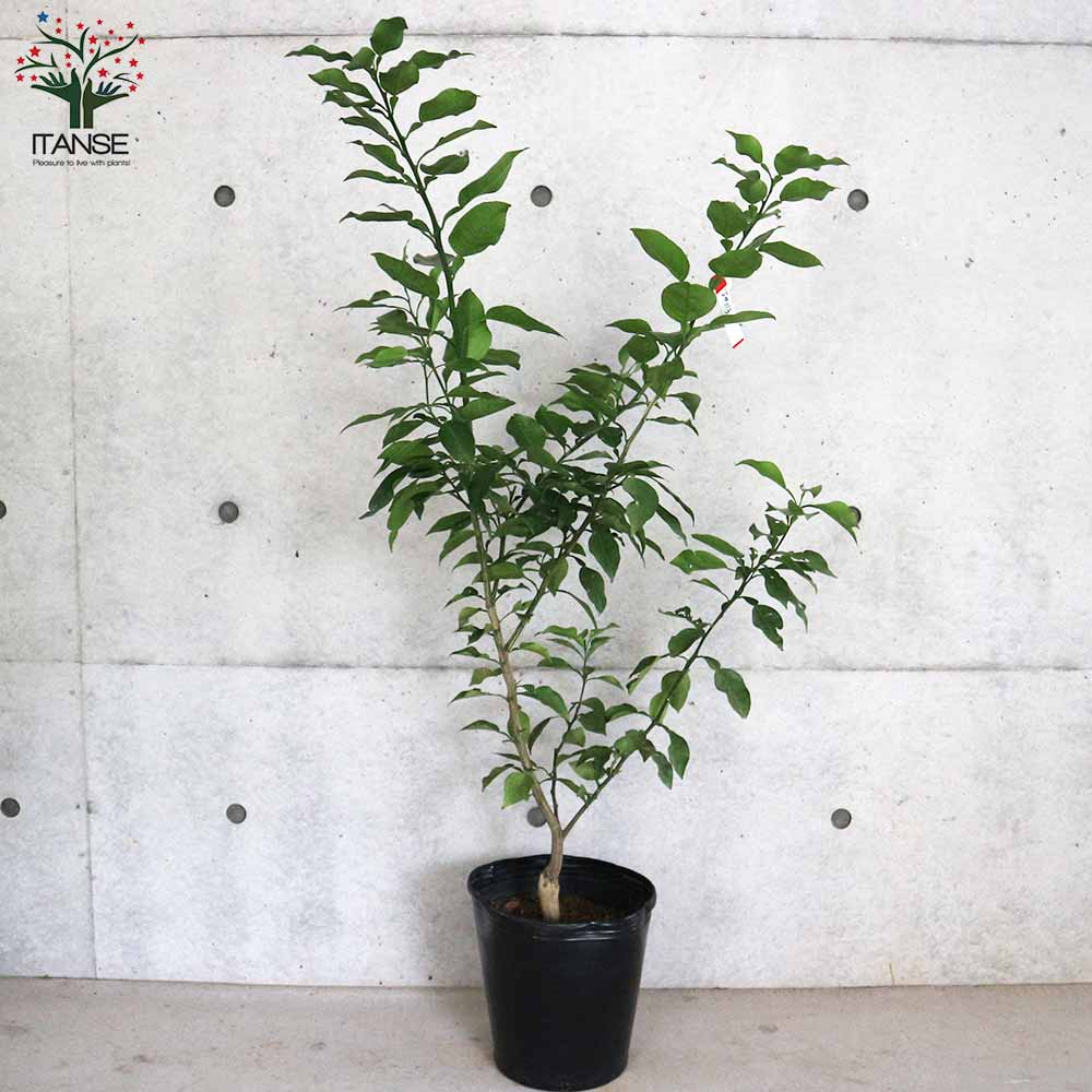 柑橘の苗 ジャバラ(邪払) 【果樹の苗木 8号ポット大苗 3年生 接木苗／1