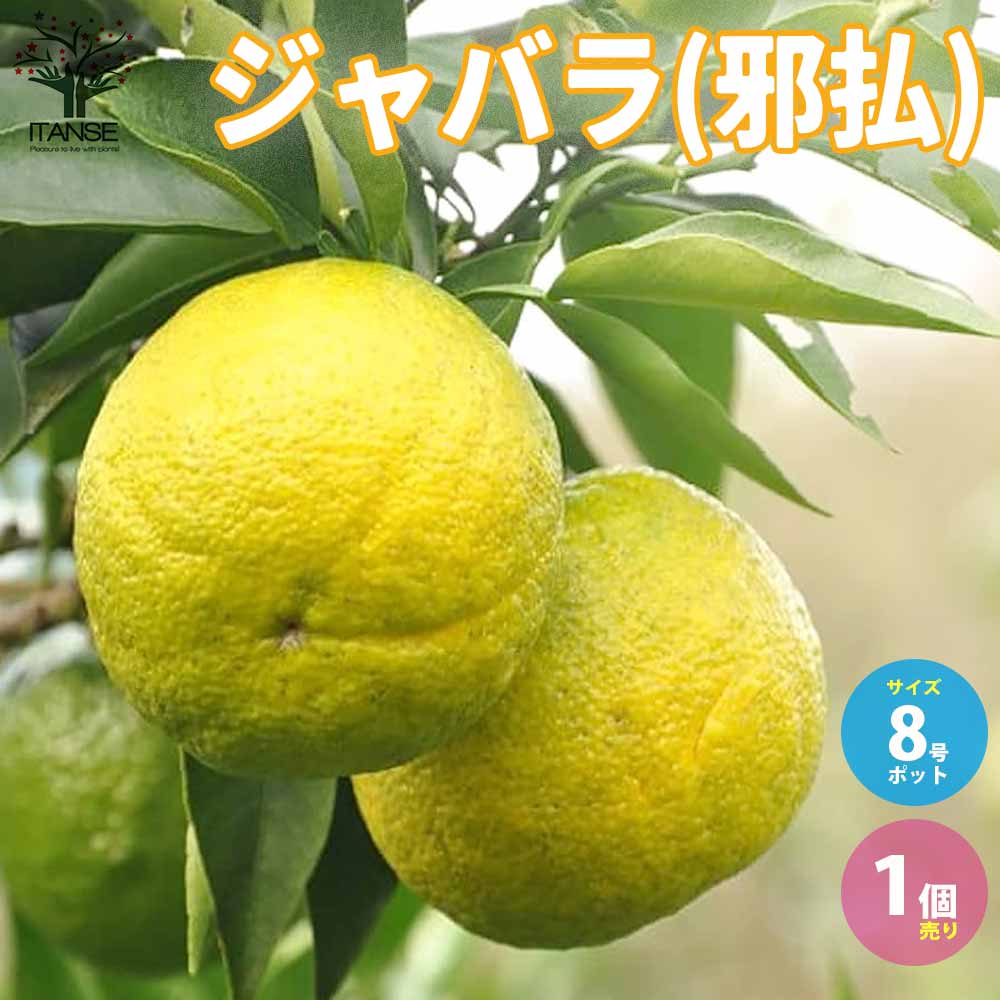 柑橘の苗 ジャバラ(邪払) 【果樹の苗木 8号ポット大苗 3年生 接木苗／1