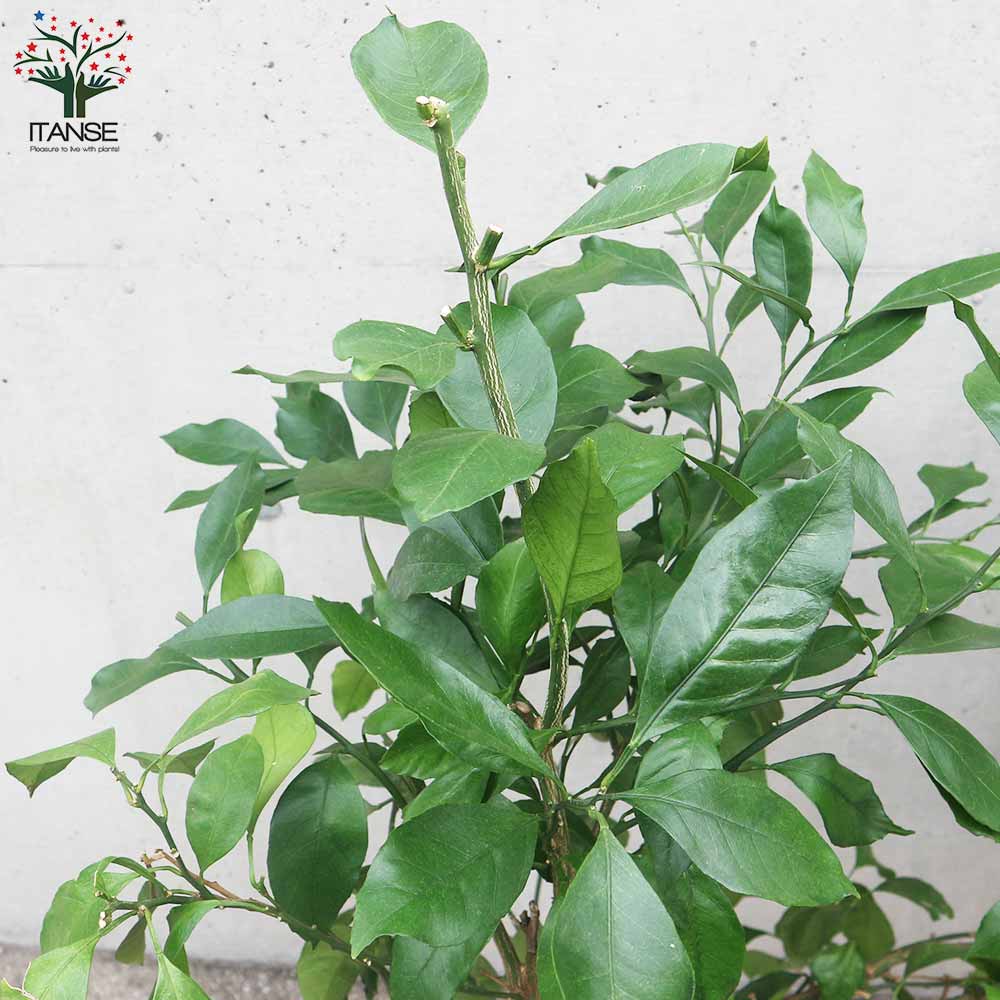 【果樹の苗】希少品種　マンゴー苗　大苗　接木苗　接木3年生苗 楽天市場】ポポー 苗木 【マンゴー】 3年生接木大苗 : 苗木部