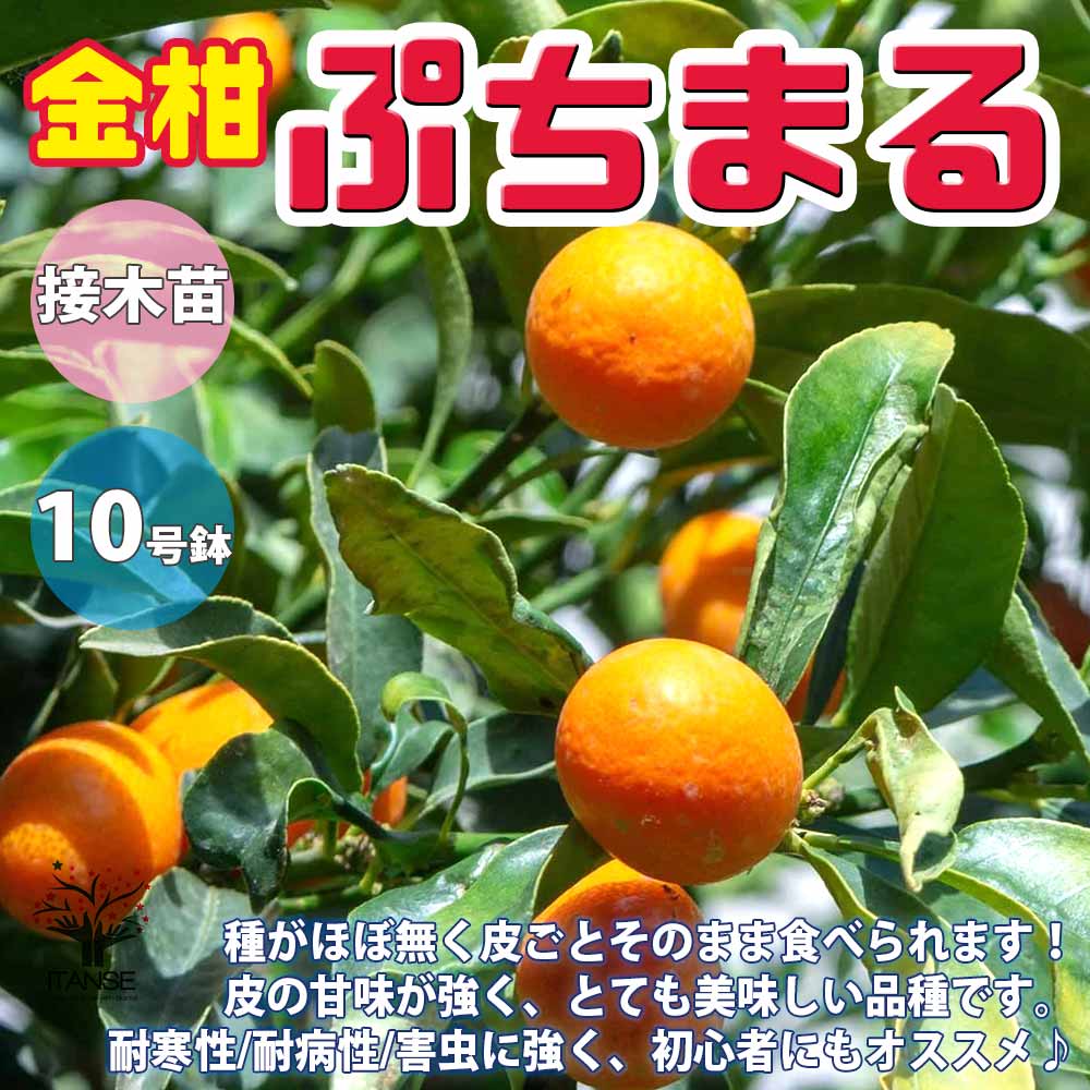②ஐ3種セット*ஐ接木・みかん・苗木【はるみ・ぷちまる金柑・ジャンボレモン】５号 ②ஐ3種セット*ஐ接木・みかん・苗木【はるみ・ぷちまる金柑・ジャンボ