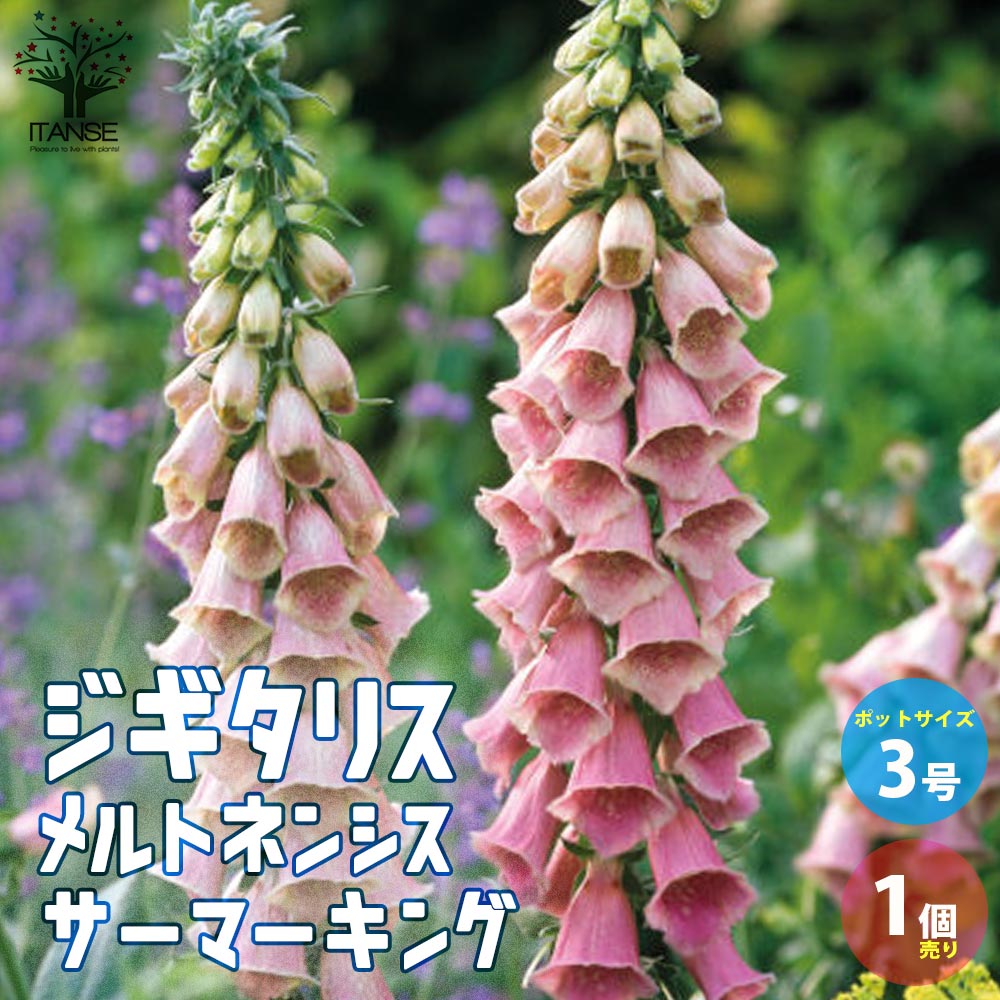 ジギタリス メルトネンシス サーマーキング 宿根草【花苗 3号ポット／1個売り】