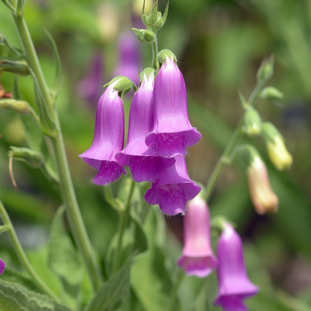 ジギタリス タプシー スパニッシュピークス 宿根草【花苗 3号ポット／1個売り】
