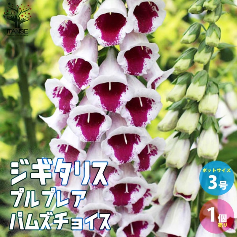 ベルガモット パープル 2個～【ハーブの苗 3号ポット】｜ 【植物の