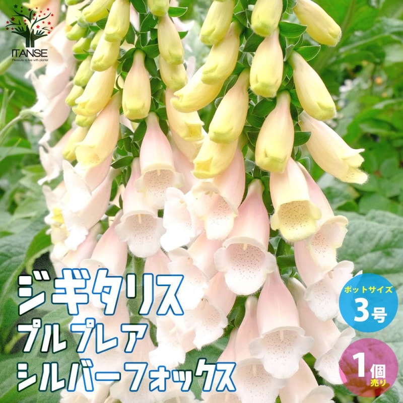 フロックス ブルーフレーム 【花苗 3.5号】｜ 【植物のITANSE