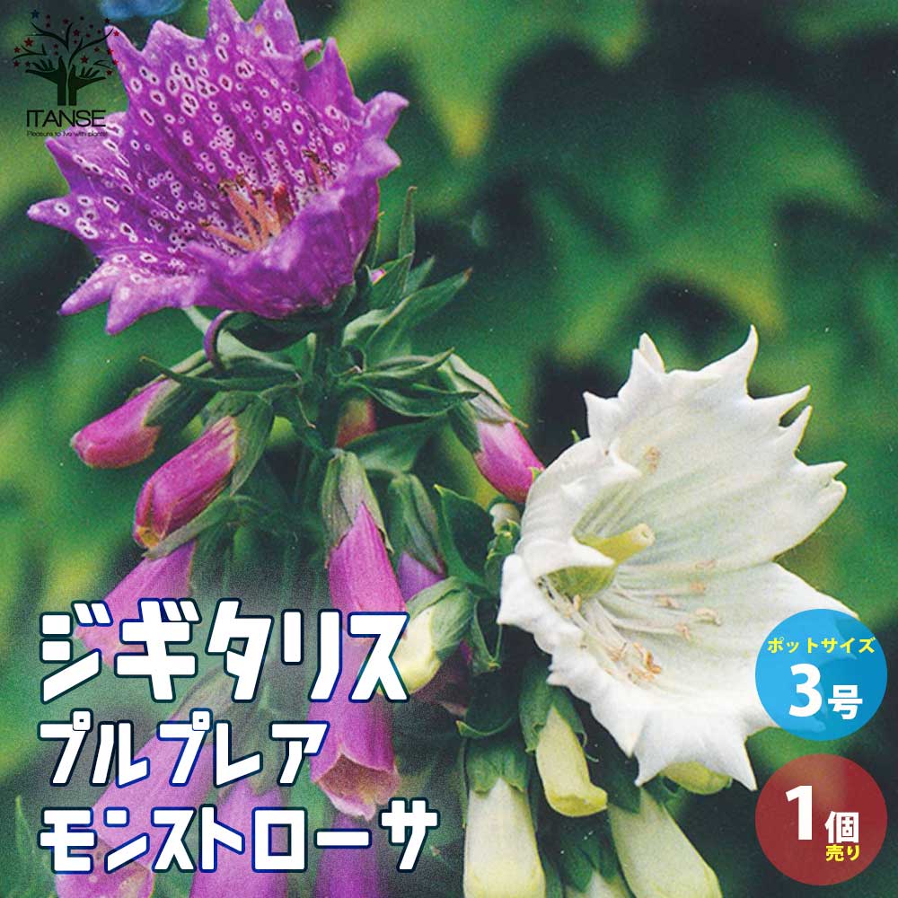 ジギタリス プルプレア モンストローサ 宿根草【花苗 3号ポット／1個売り】